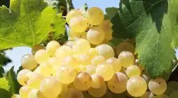 A Importância das Uvas Chardonnay na Produção de Vinhos Espumantes