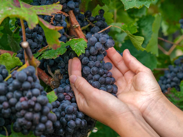 Explorando as Uvas Syrah do Vale do Rhône para Vinhos Encorpados