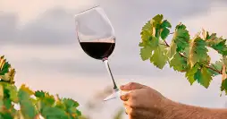 Vinhos Cabernet Franc do Loire: uma descoberta fascinante