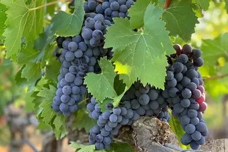 Descobrindo as Uvas Sangiovese e os Vinhos Toscanos Mais Famosos