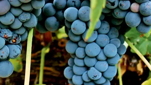 Descobrindo as Uvas Tempranillo: Coração dos Vinhos Espanhóis
