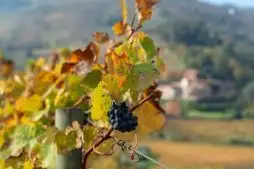 Um Guia Sobre os Vinhos Portugueses Feitos com Uvas Touriga Nacional