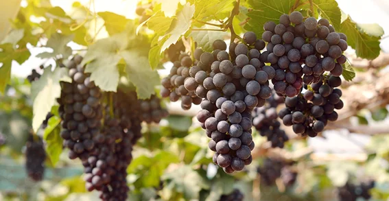 Uvas Merlot e Sua Versatilidade em Vinhos
