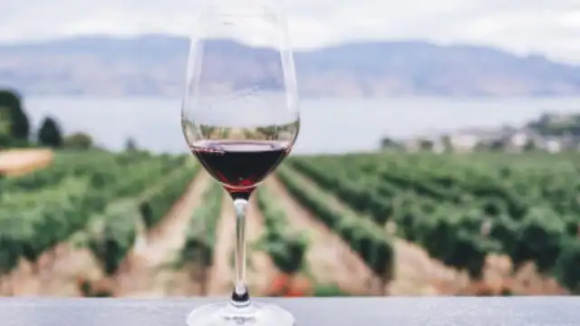 Vinhos Carmenère do Chile: Uma Redescoberta Surpreendente