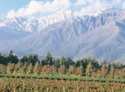 Descubra as Joias Ocultas do Enoturismo Sul-Americano