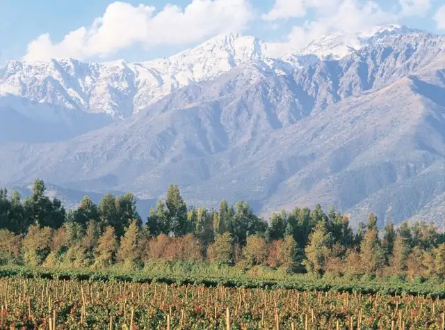 Descubra as Joias Ocultas do Enoturismo Sul-Americano