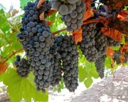 Uvas Tradicionais Portuguesas Para Vinhos Excepcionais