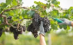 Uvas Exóticas Para Vinhos Inesquecíveis