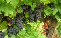 Uvas Raras e Menos Conhecidas Para Vinhos Únicos