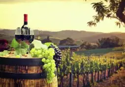 Roteiros de Enoturismo na América do Sul: Argentina e Chile