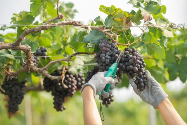 Inovações na Viticultura: Uvas Geneticamente Modificadas