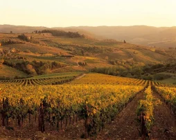 Enoturismo na Toscana: Entre Vinhedos e História