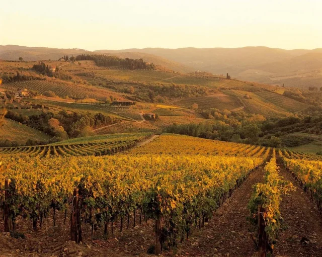 Enoturismo na Toscana: Entre Vinhedos e História